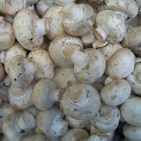 Champignon de Paris — TAZA | TAZA Supermarché Halal Strasbourg