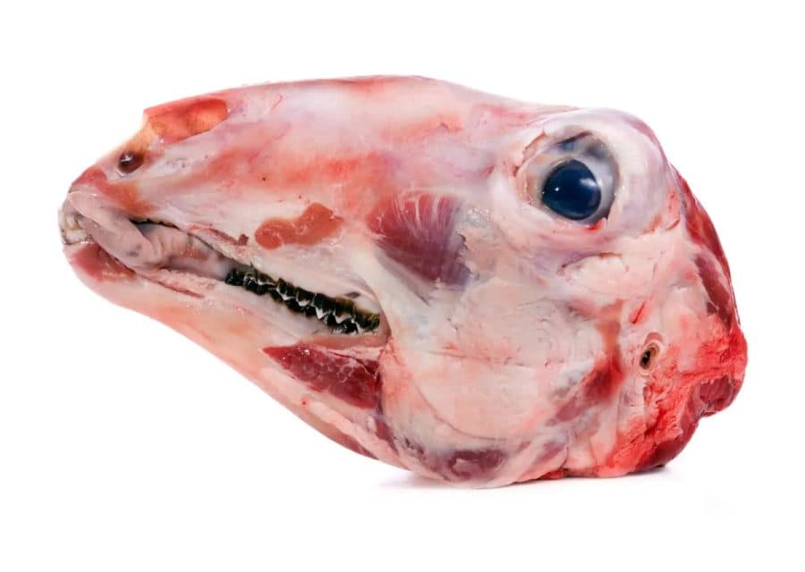 Tête d'agneau — Boucherie Halal TAZA Strasbourg